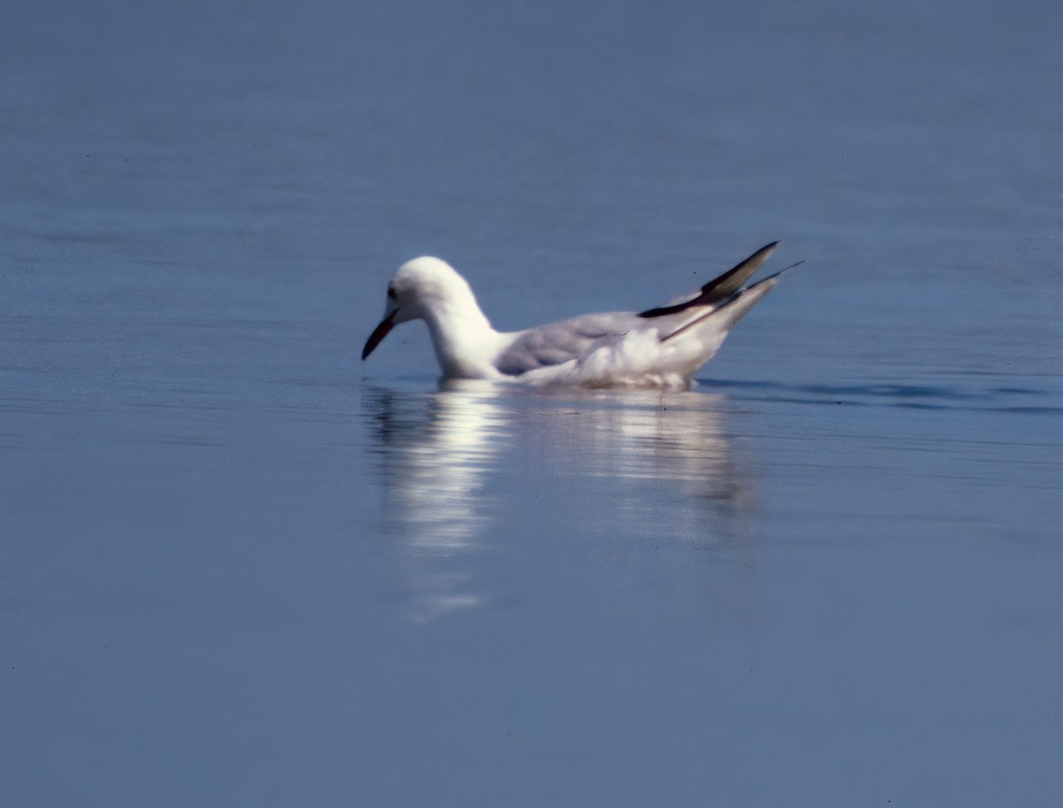 Морской голубок - ML646985762