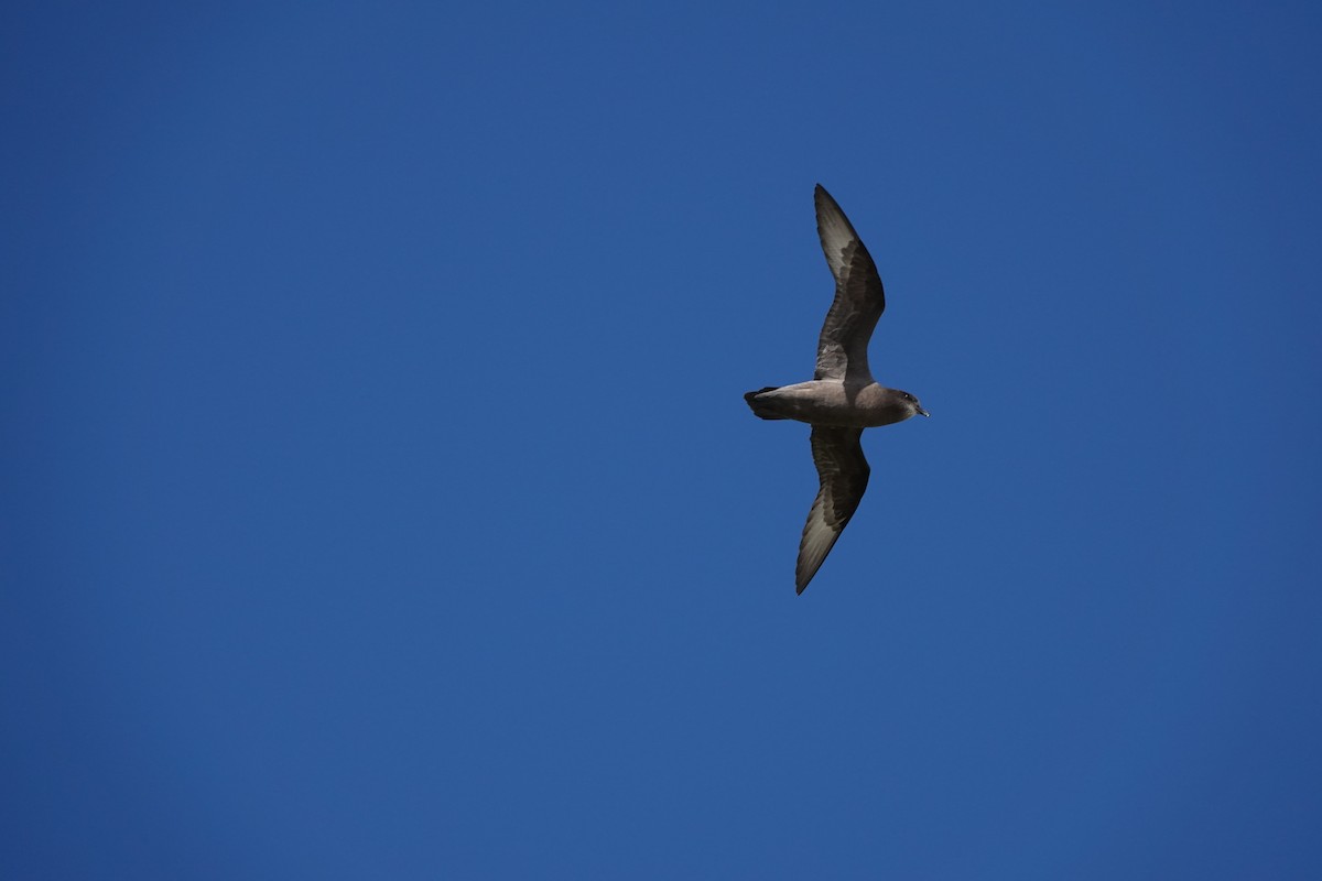 buřňák tmavý - ML646985763