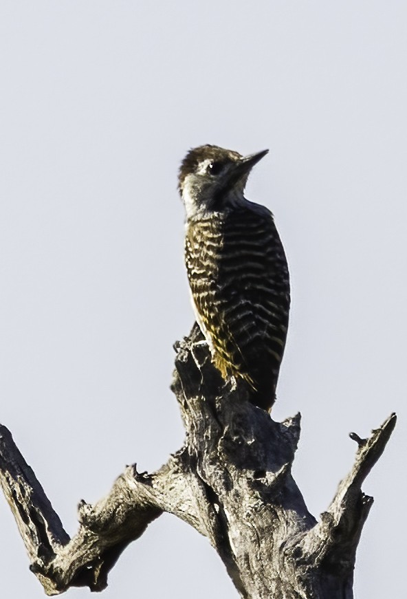 Cardinal Woodpecker - ML646985764