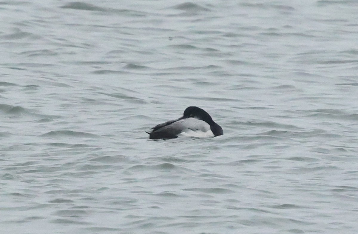 Greater Scaup - ML646985766