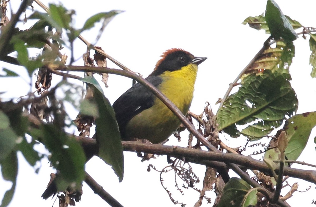 Yellow-breasted Brushfinch - ML646985767