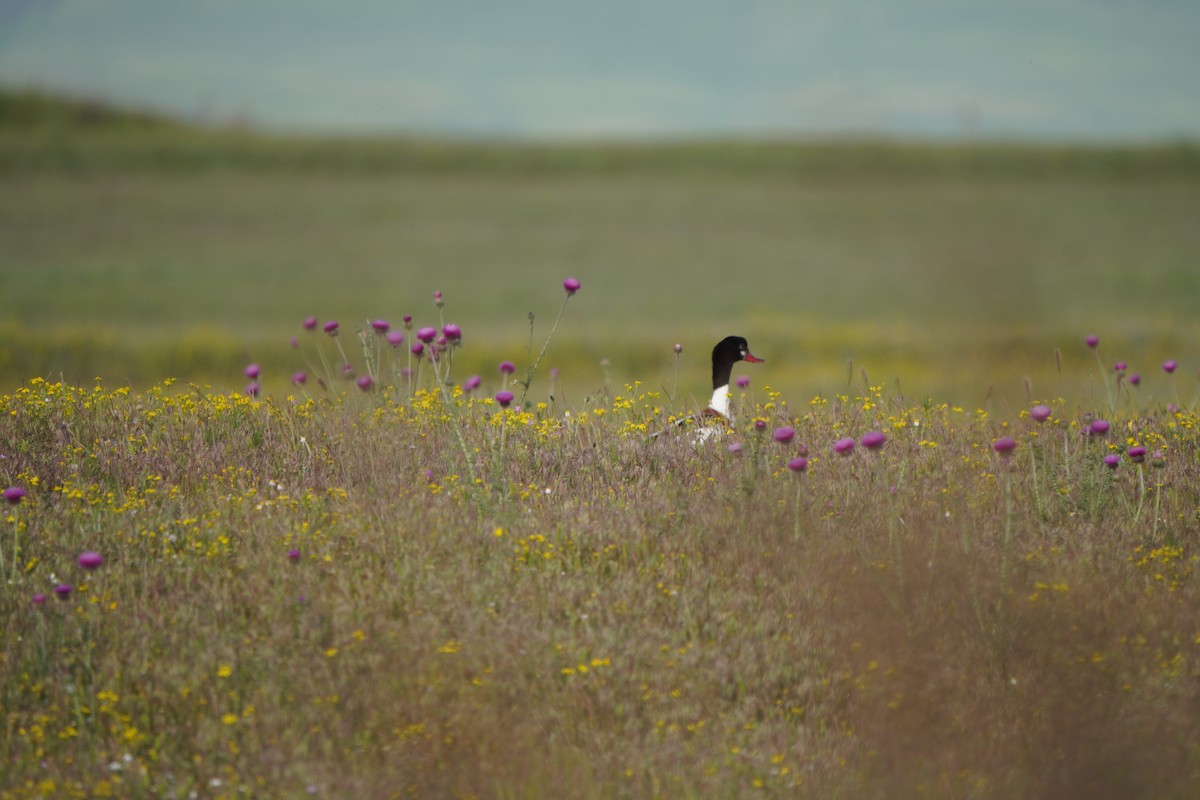 Paita arrunta - ML646985781