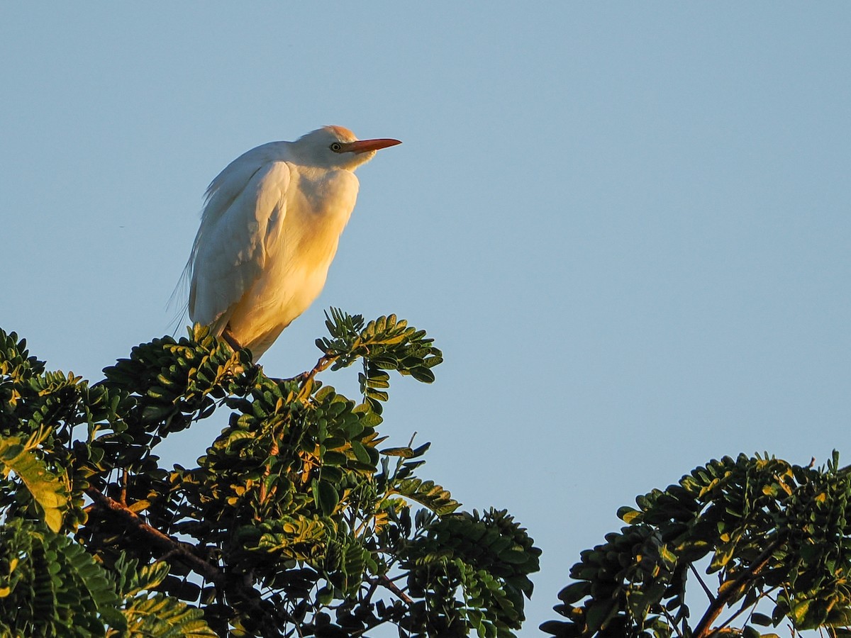 Héron garde-boeufs - ML646985782