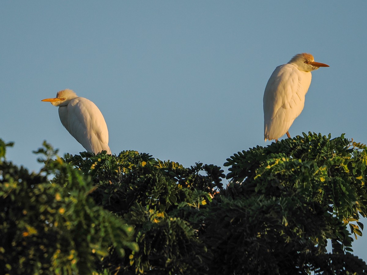 Héron garde-boeufs - ML646985783