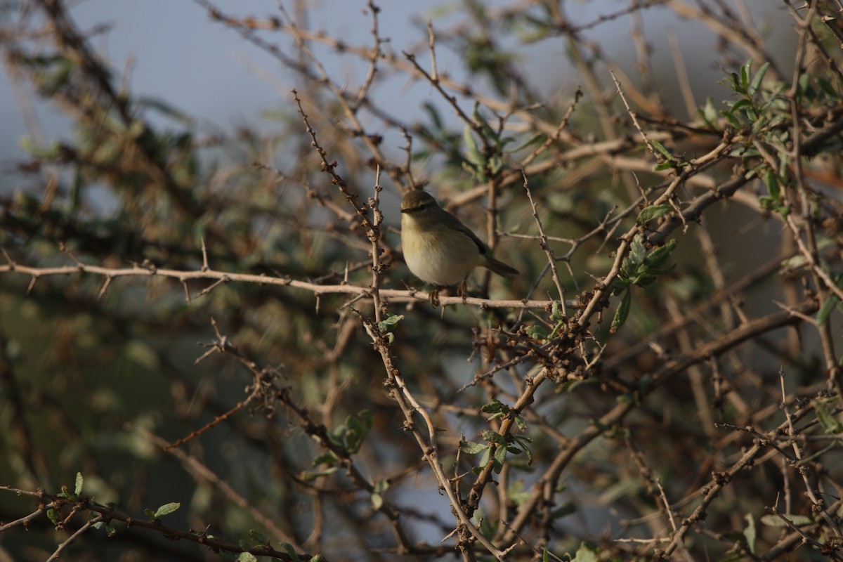 Common Chiffchaff - ML646985789
