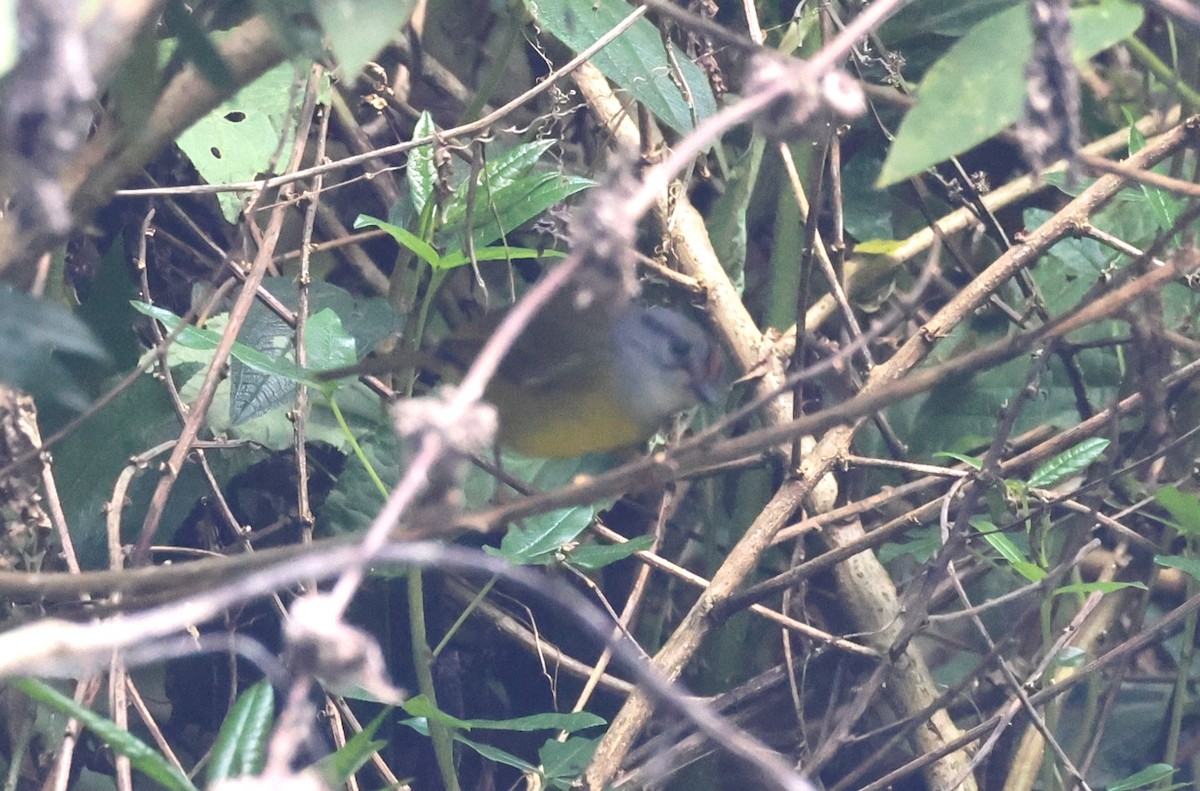 Корольковый певун - ML646985791