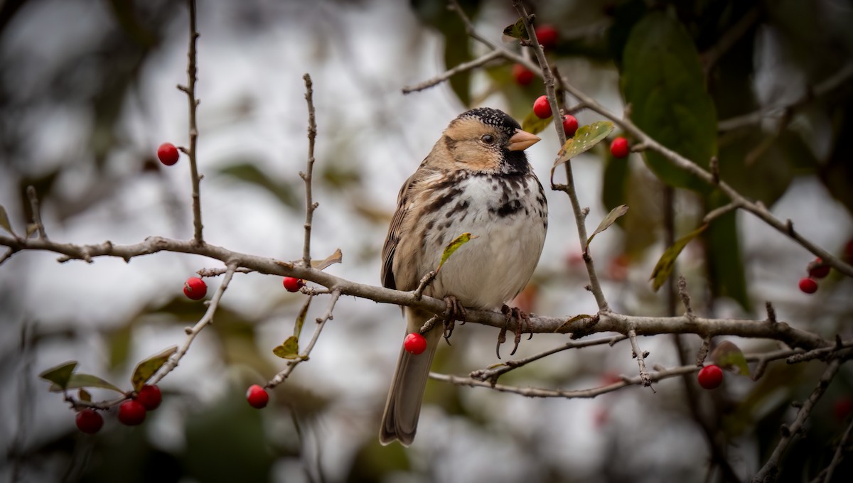 Лесная зонотрихия - ML646985800