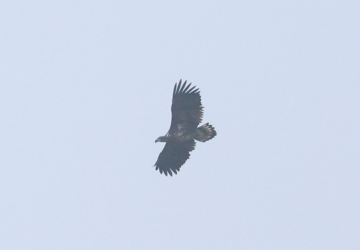 White-tailed Eagle - ML646985801
