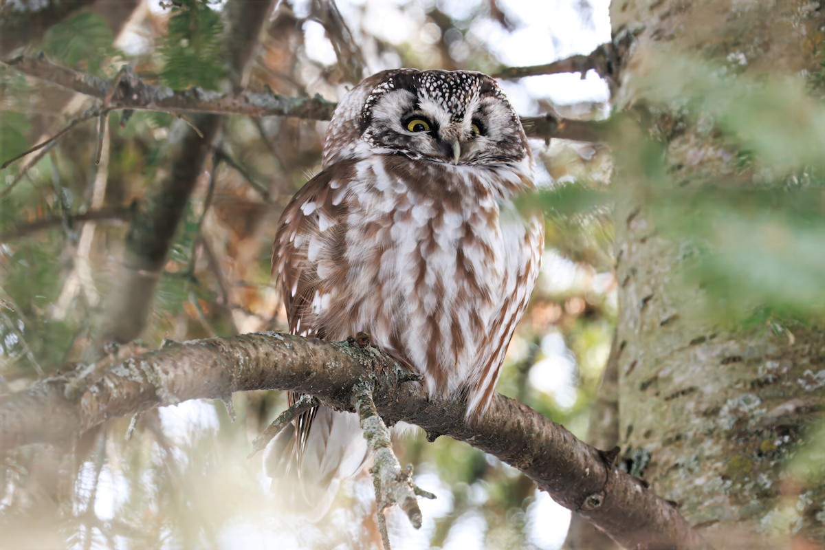 Mochuelo Boreal - ML646985805