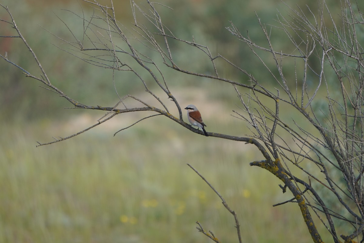 ťuhýk obecný - ML646985807