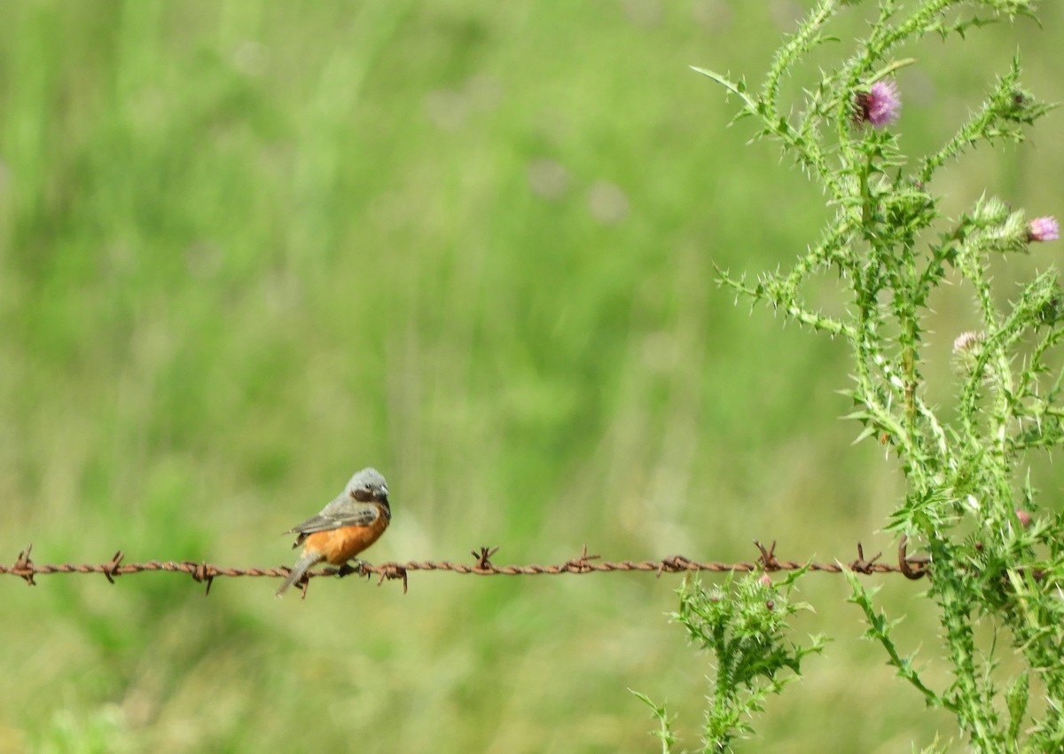 Dark-throated Seedeater - ML646985808