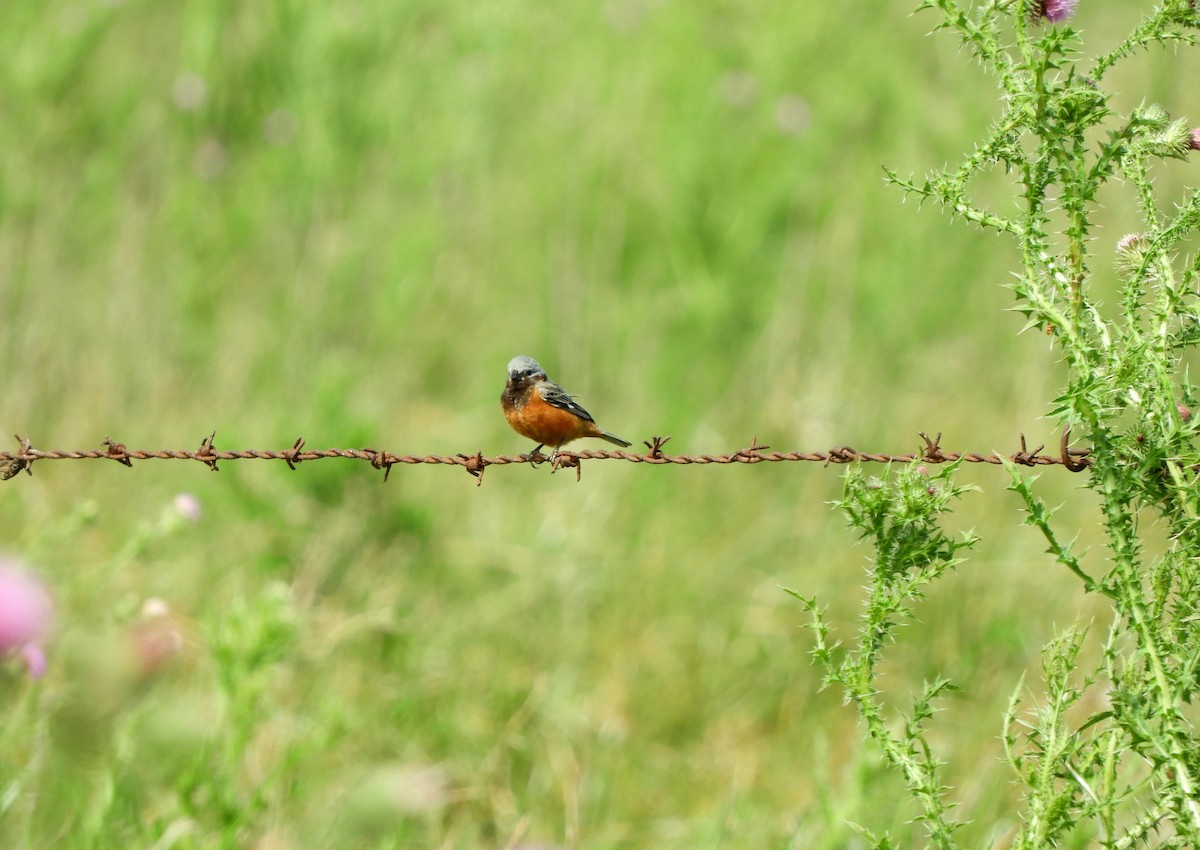 Dark-throated Seedeater - ML646985809