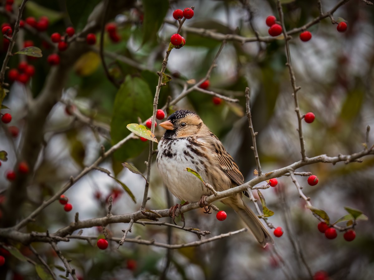 Лесная зонотрихия - ML646985810