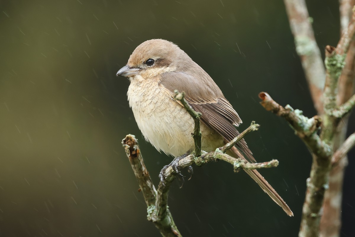 アカモズ - ML646985816