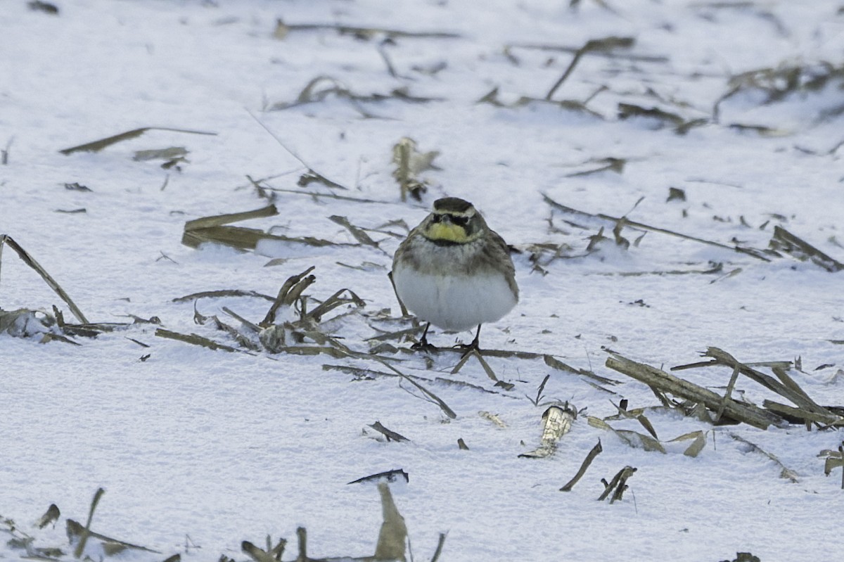 Horned Lark - ML646985818