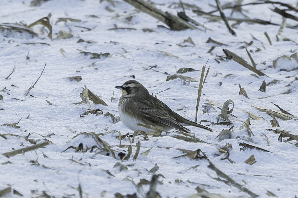 Horned Lark - ML646985819