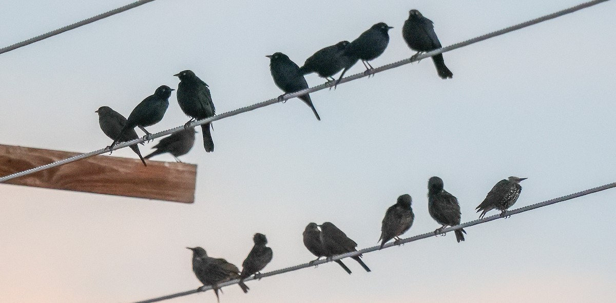 Пастбищный трупиал - ML646985820