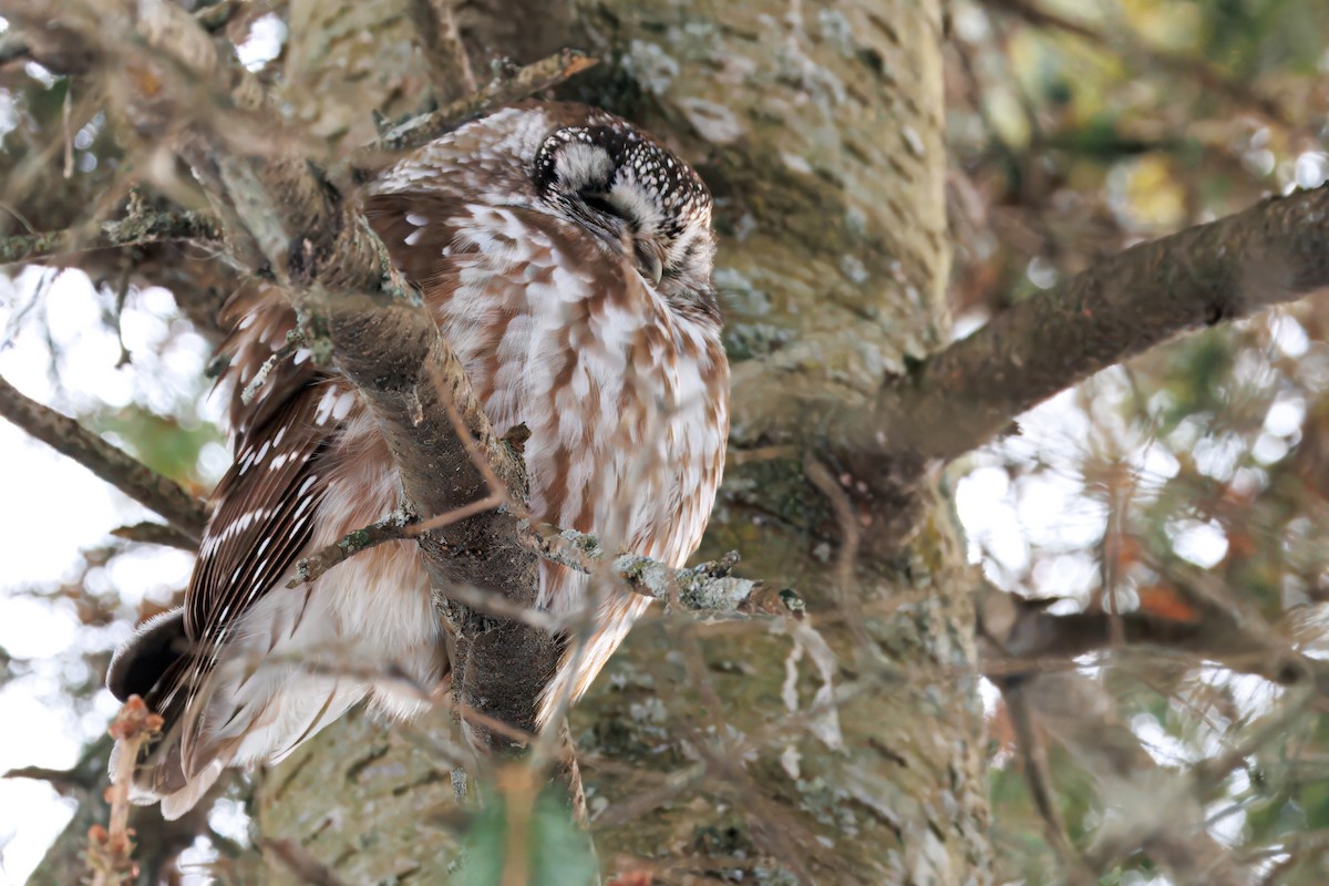 Mochuelo Boreal - ML646985821