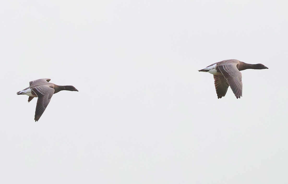 Чёрная казарка (bernicla) - ML646985824