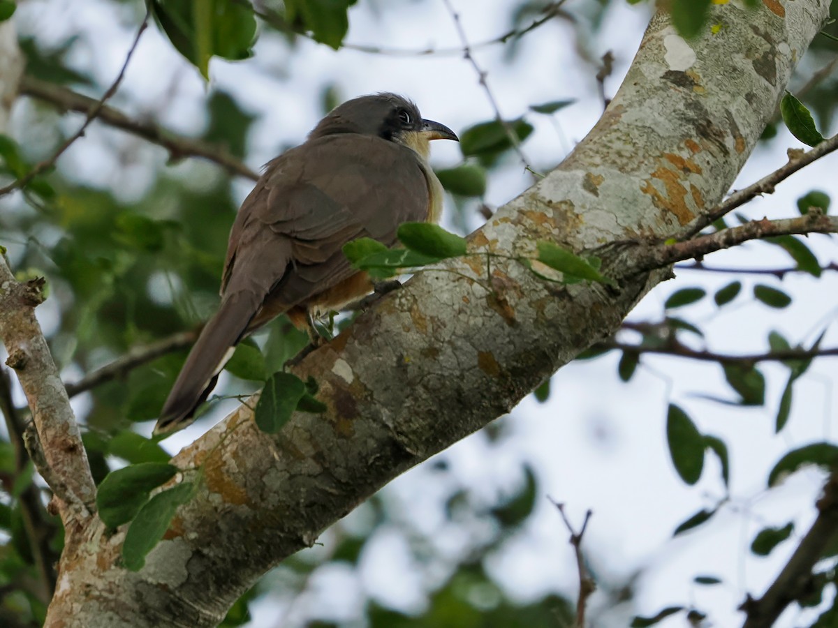 Coulicou manioc - ML646985826
