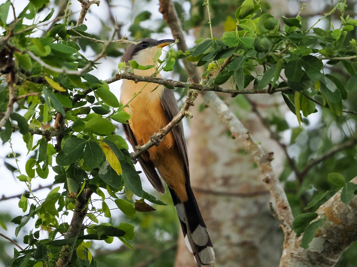 Coulicou manioc - ML646985827