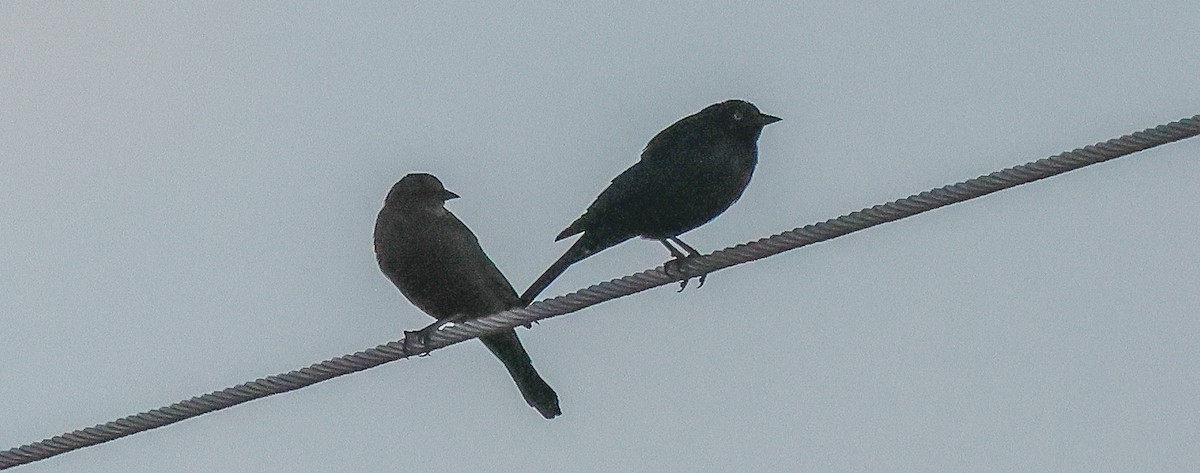 Пастбищный трупиал - ML646985829