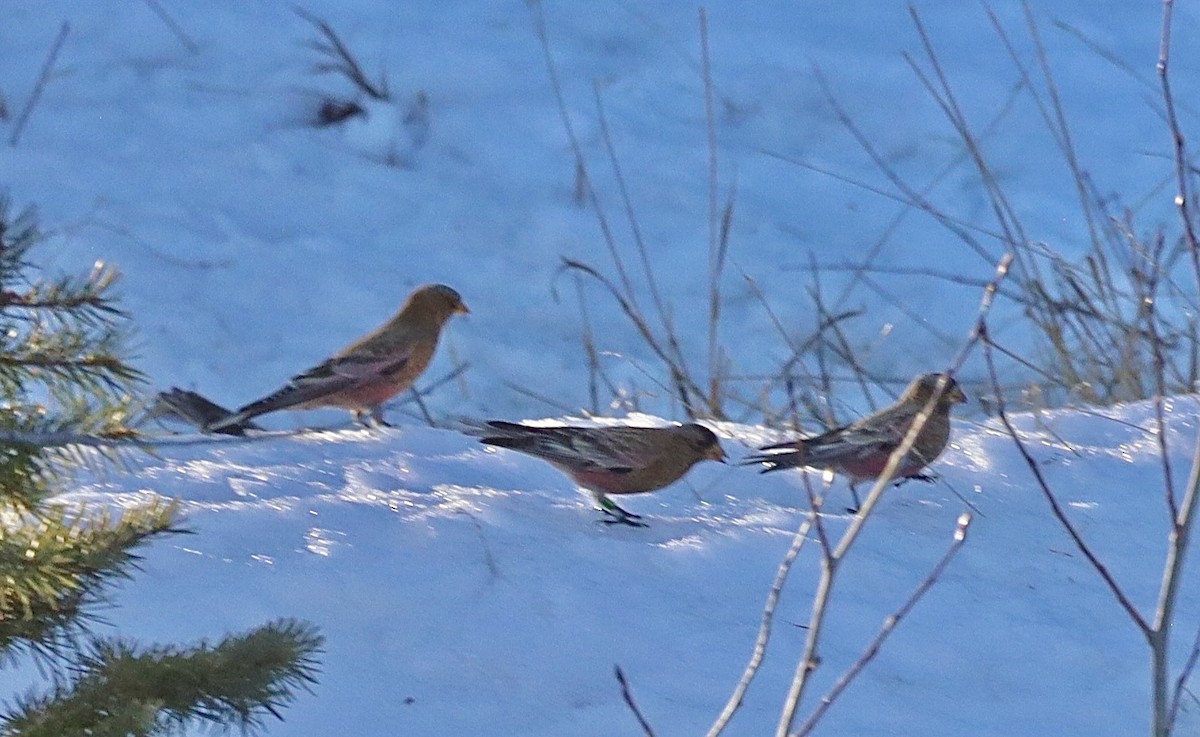 Бурошапочный вьюрок - ML646985830