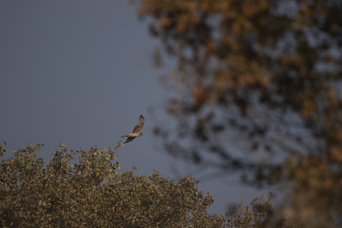 Hen Harrier - ML646985832