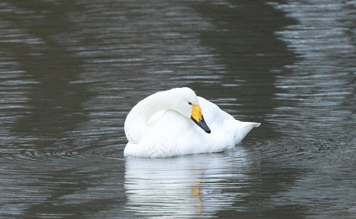 Whooper Swan - ML646985833