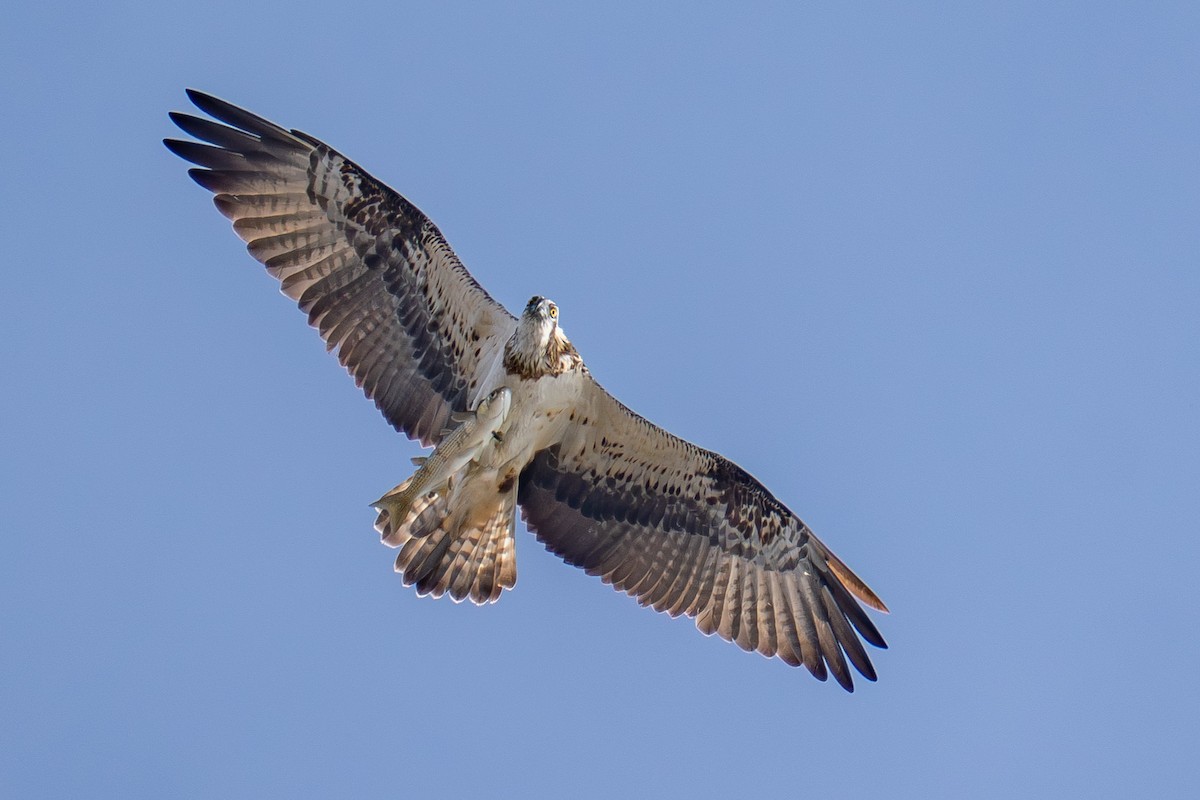 Osprey - ML646985834