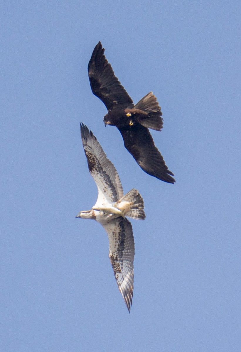 Osprey - ML646985835