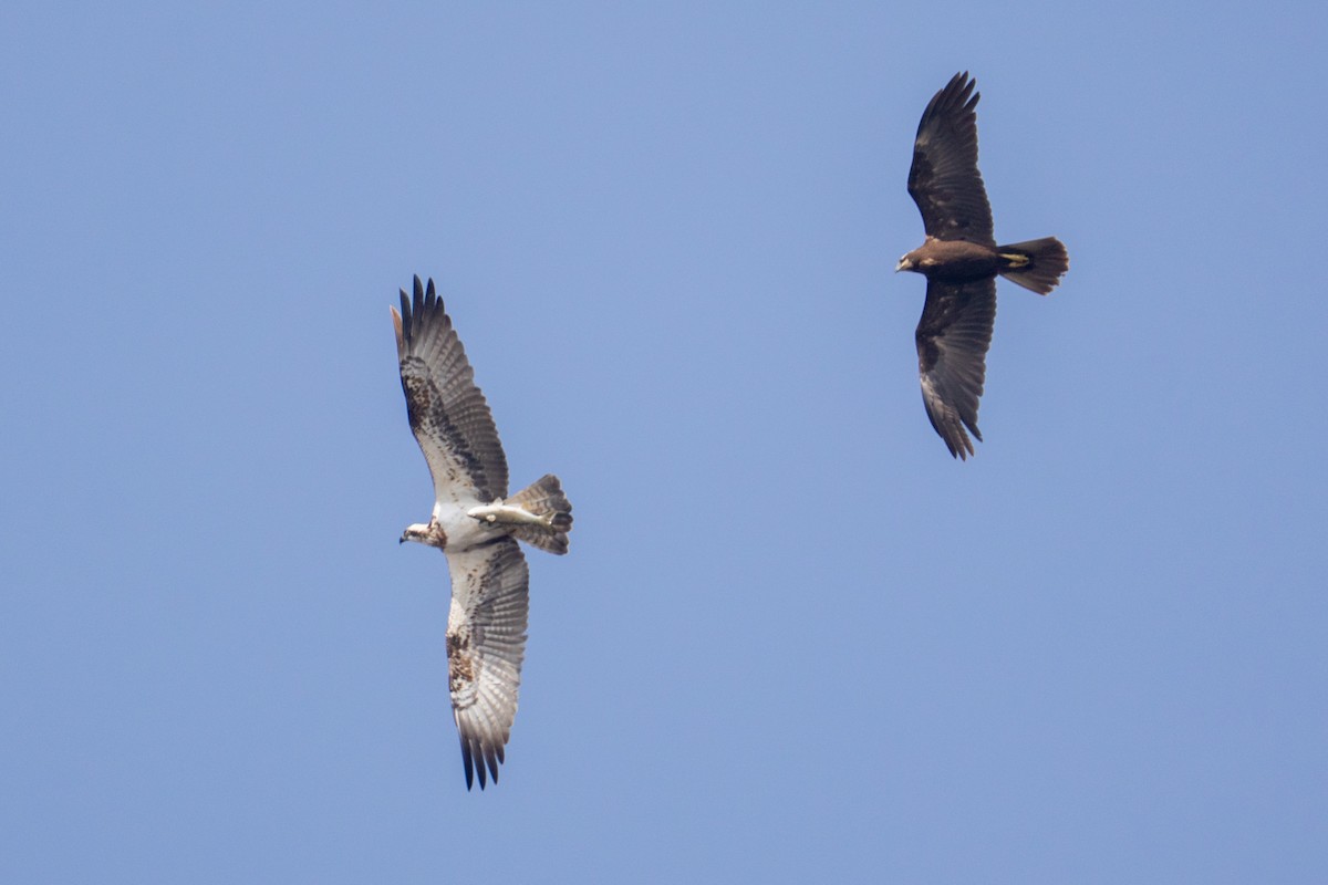 Osprey - ML646985836