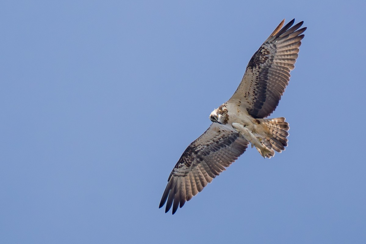 Osprey - ML646985837