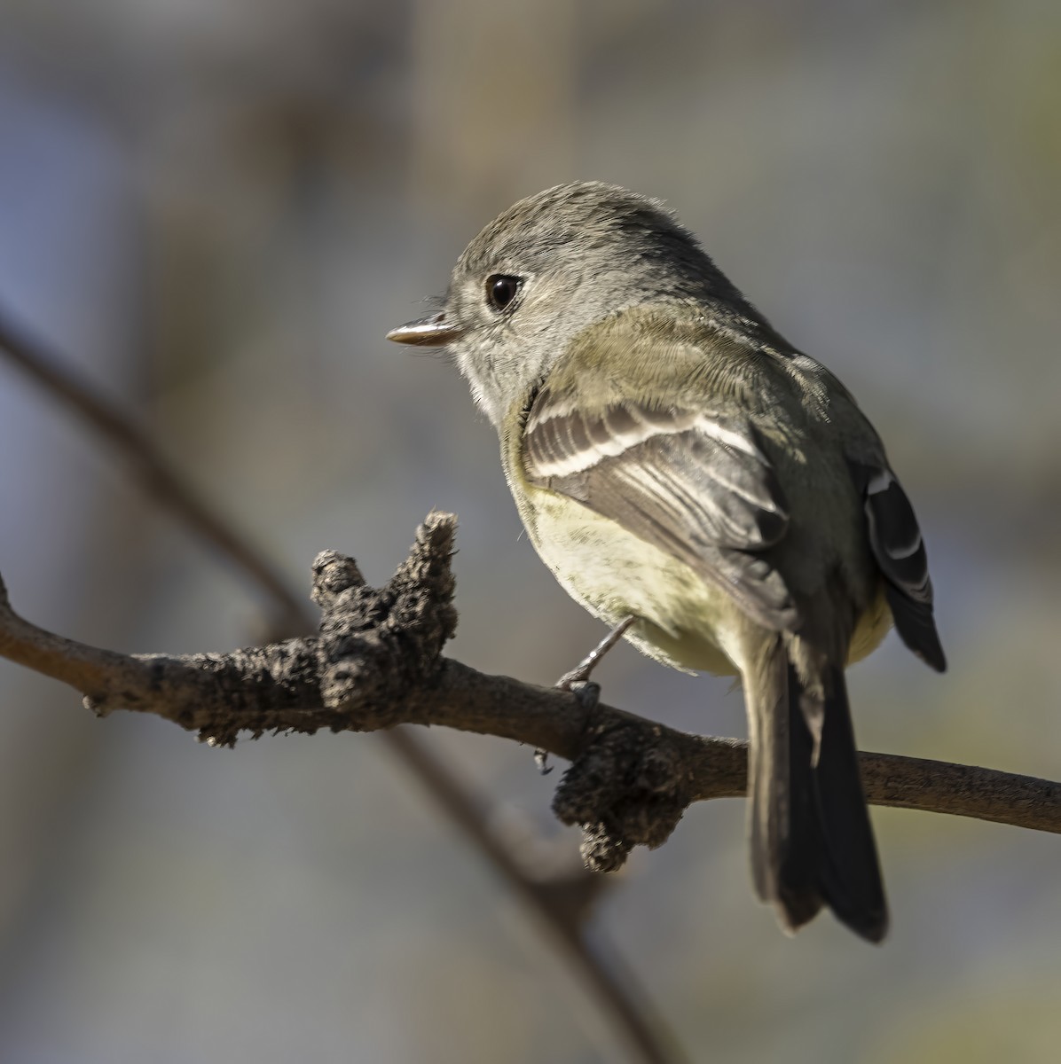 Hammond's Flycatcher - ML646985841