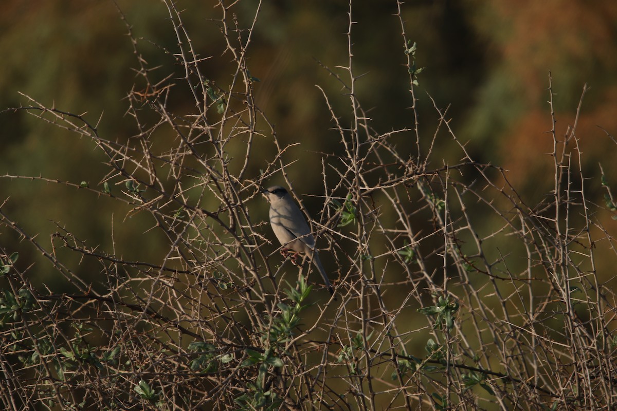 daddelfugl - ML646985849