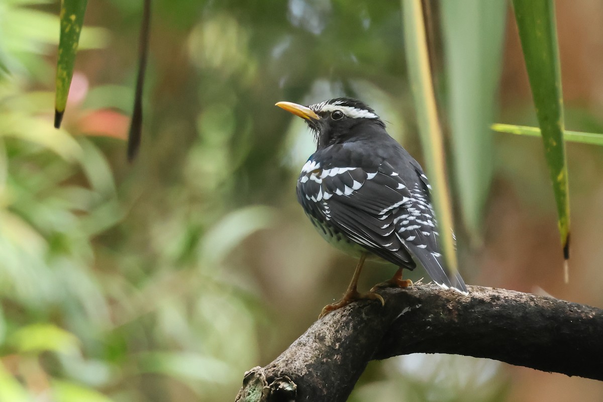 シロクロジツグミ - ML646985851