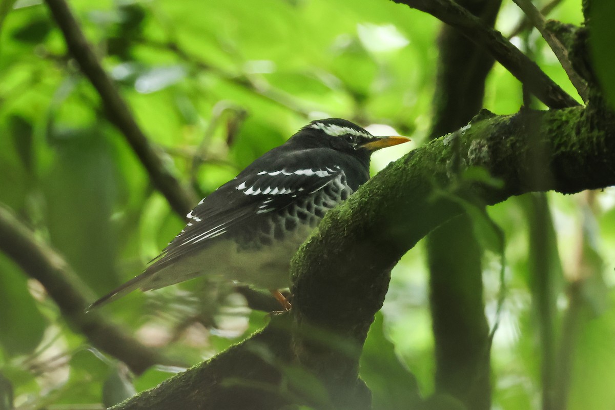 シロクロジツグミ - ML646985852