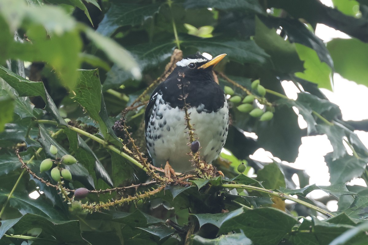 シロクロジツグミ - ML646985853