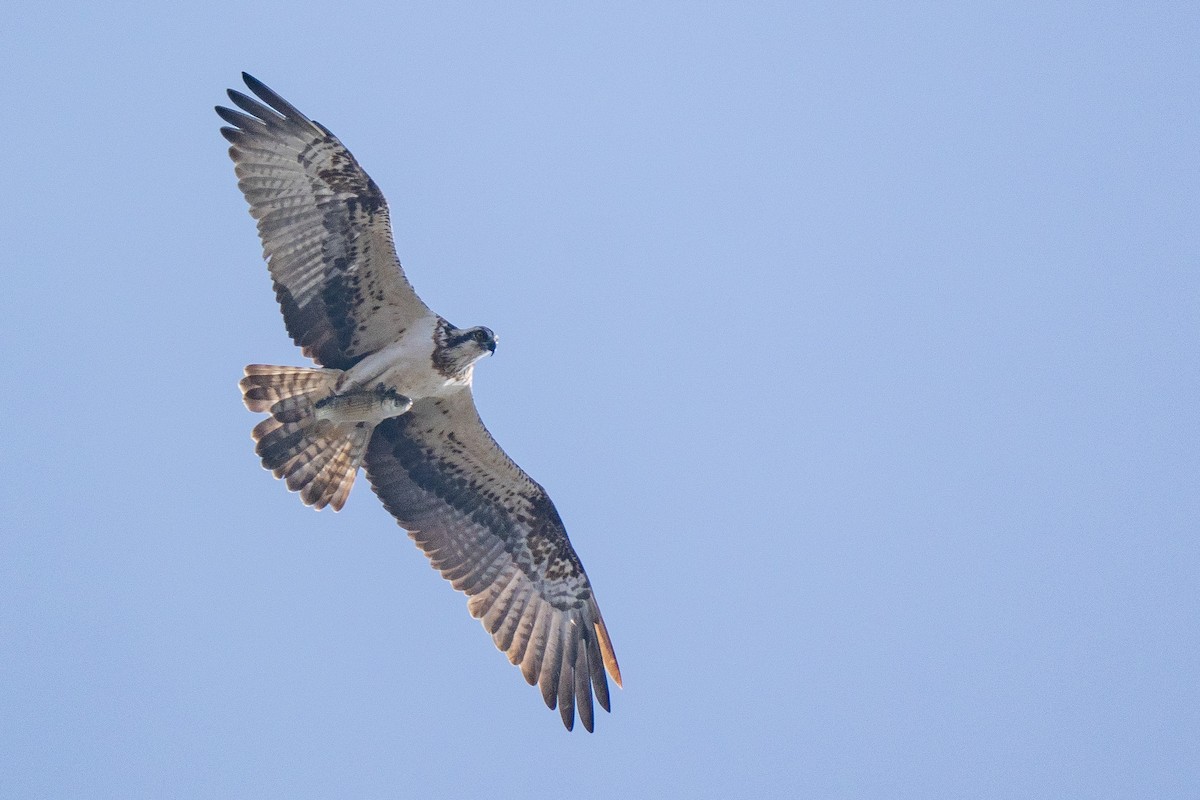 Osprey - ML646985854