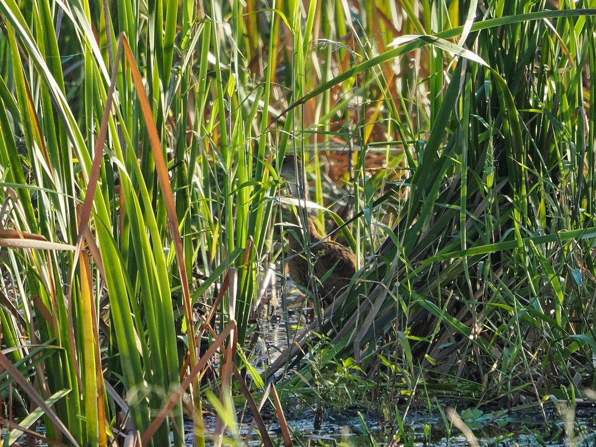 Dendrocygne des Antilles - ML646985856