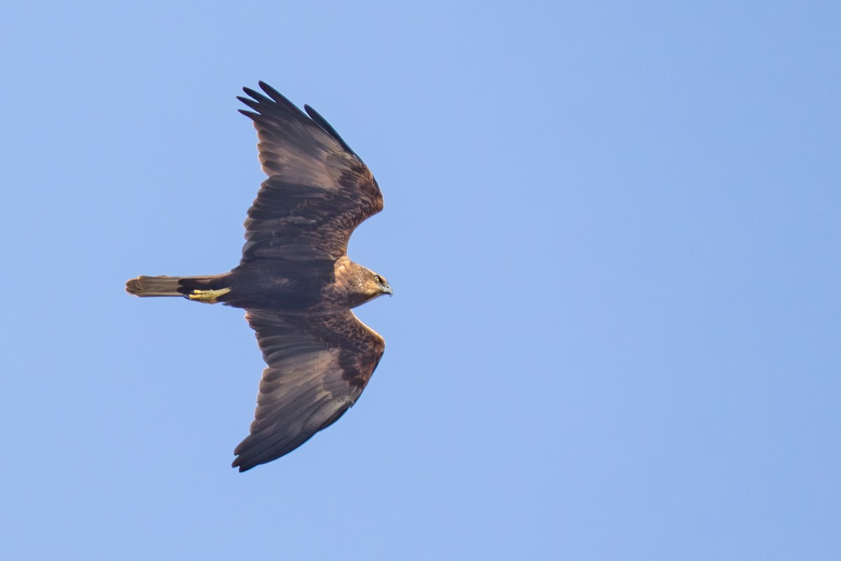 Western Marsh Harrier - ML646985859