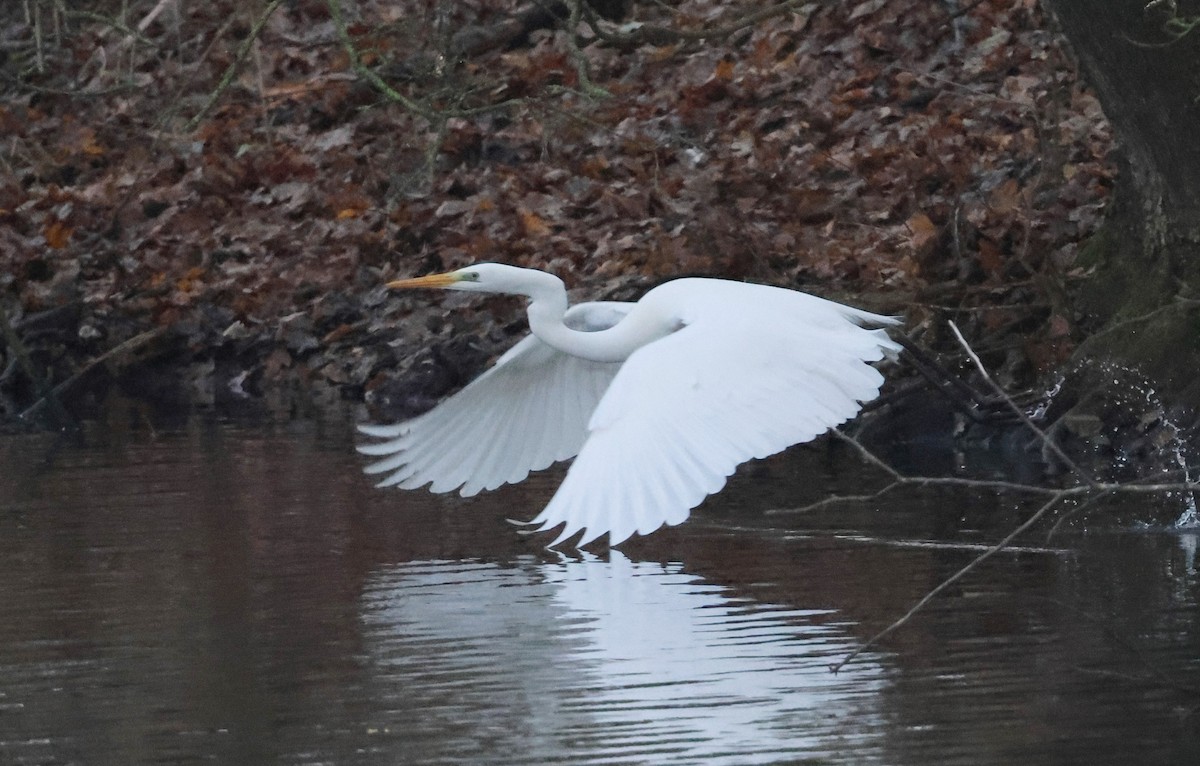 Great Egret - ML646985860