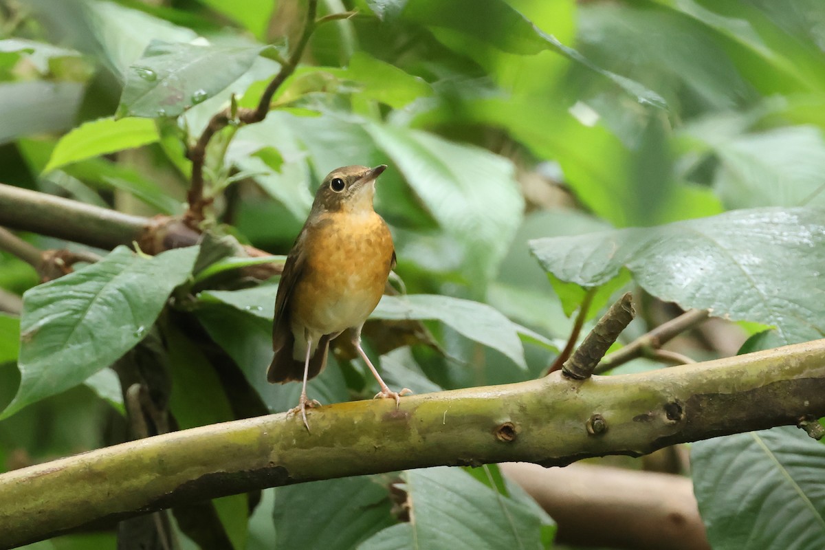 アカハラコルリ - ML646985865