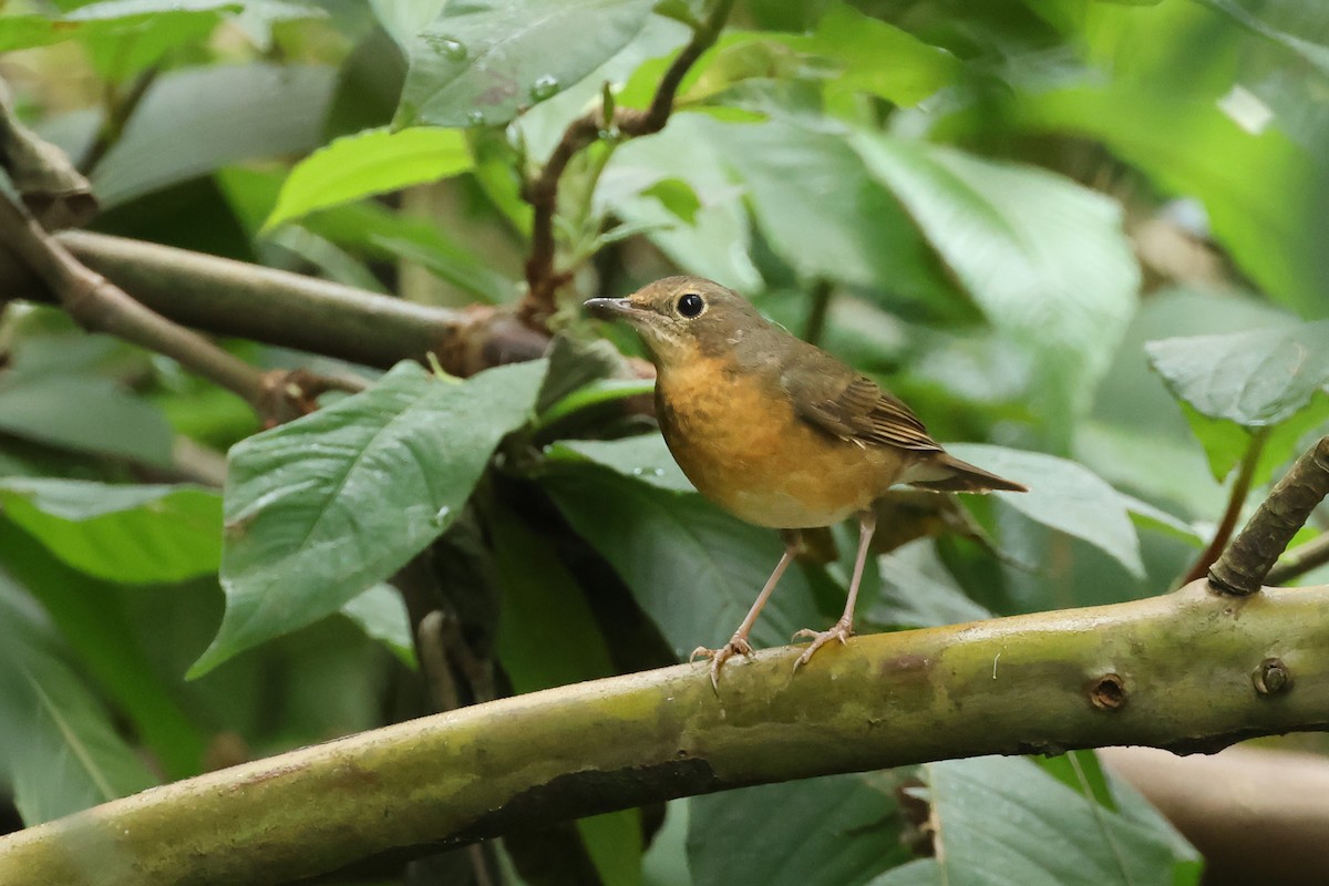 アカハラコルリ - ML646985867