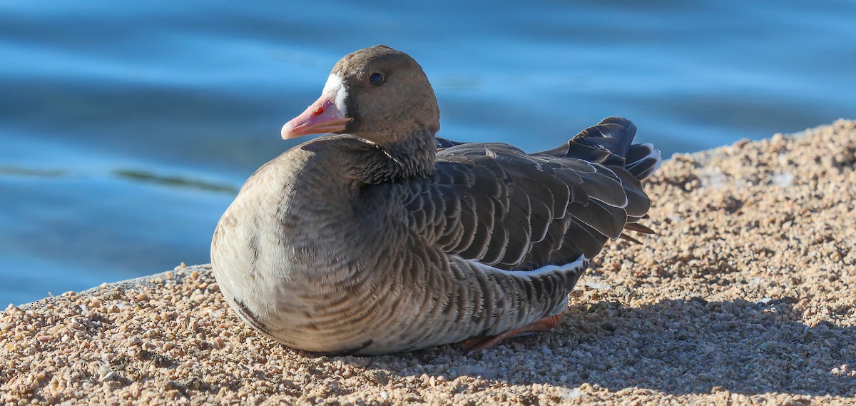 Белолобый гусь - ML646985872