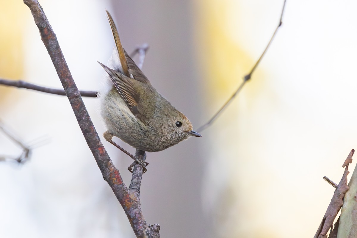 tasmantornsmett - ML646985874