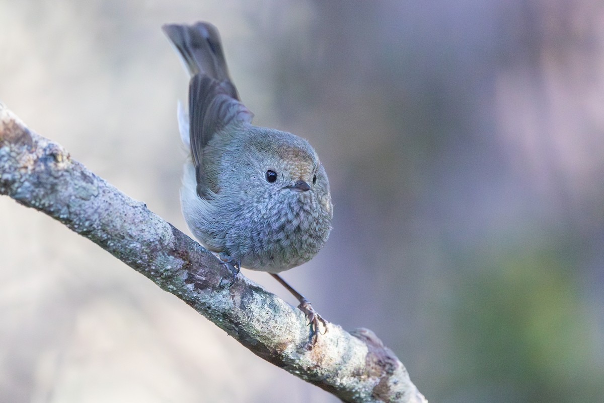 tasmantornsmett - ML646985875