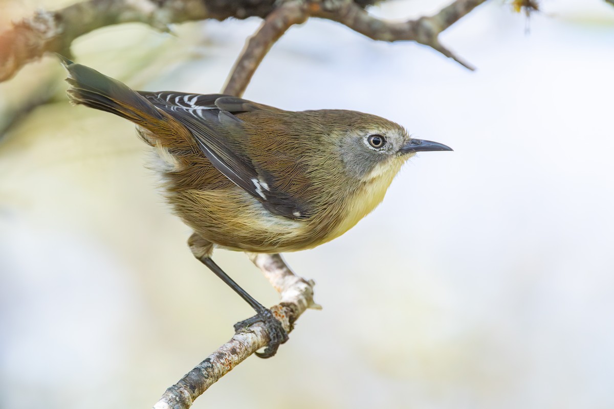 klatrekrattsmett - ML646985879