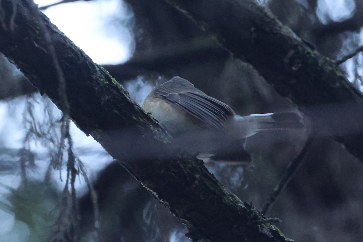 カシミールオジロビタキ - ML646985880