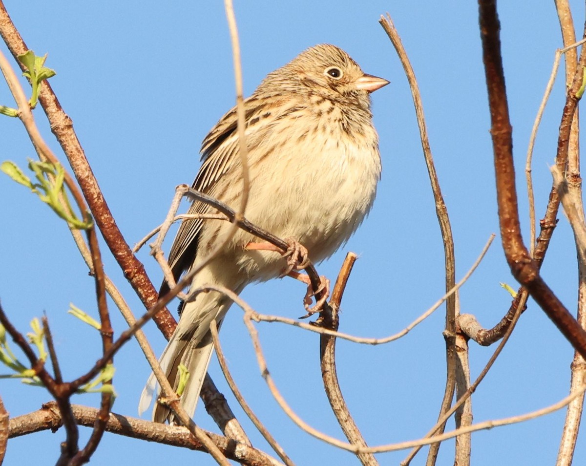 Vesper Sparrow - ML646985881